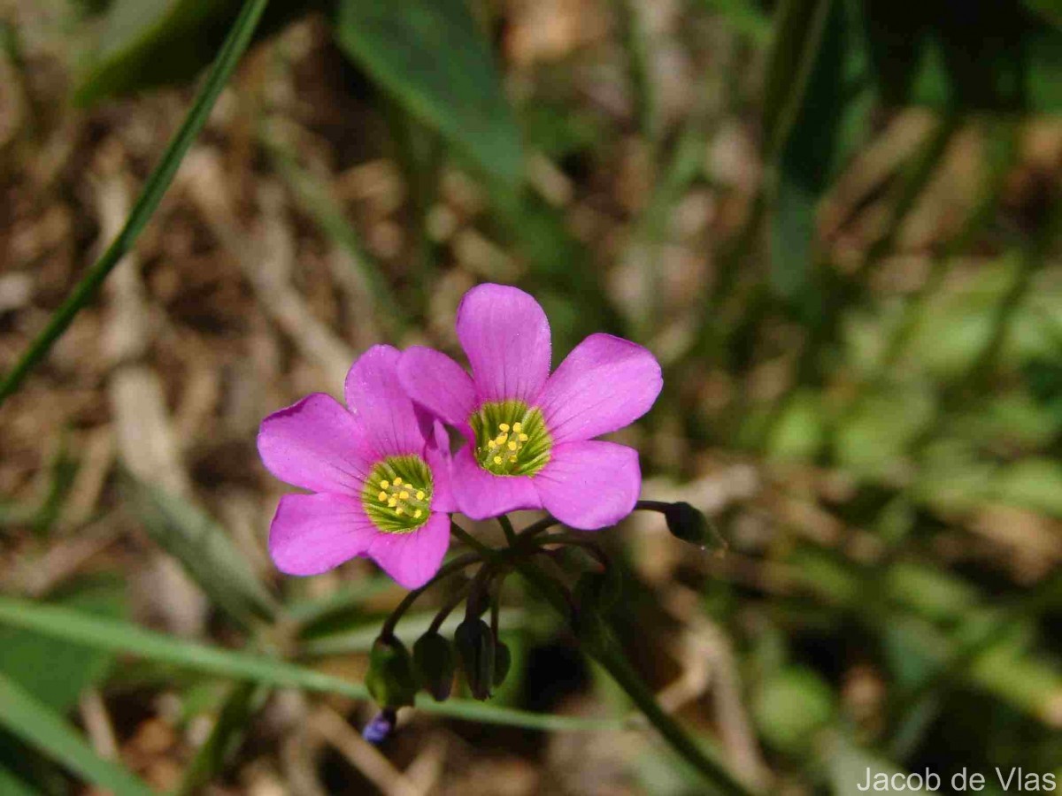 Oxalis latifolia Kunth